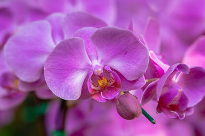 Close-up of pink orchids