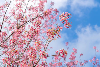 Low angle view of cherry blossoms against sky