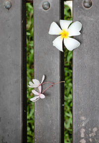 Close-up of white flowers blooming outdoors