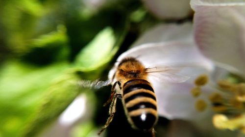 Close-up of bee