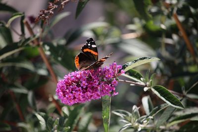 Close-up of butterfly pollinating on purple flower