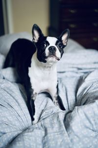 Portrait of dog ready to play