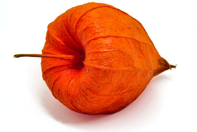 Close-up of pumpkin against white background