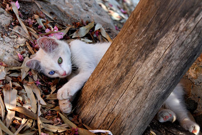 High angle view of cat on tree