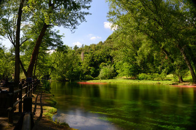 Scenic view of river amidst trees in forest