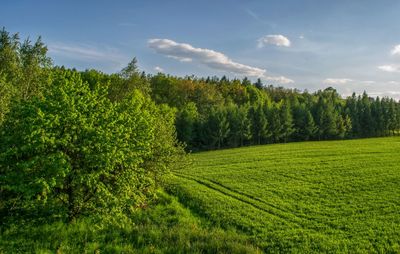 Scenic view of agricultural field against sky