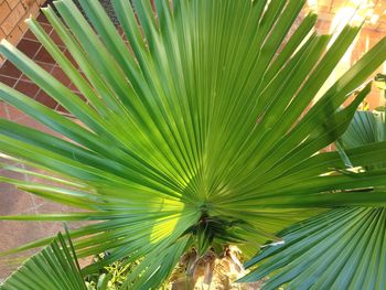 Close-up of palm tree