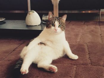 domestic cat