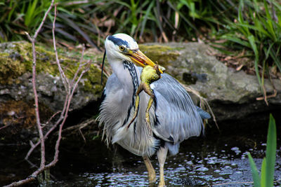 Close-up of heron catching frog in water