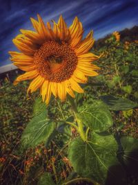 Close-up of sunflower blooming on field against sky