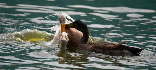 Duck swimming in a lake