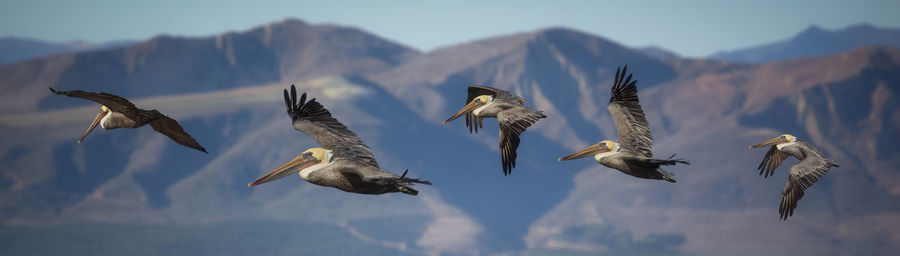 Panoramic view of birds flying against mountains