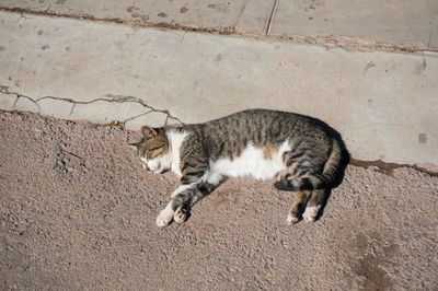 High angle view of cat walking on wall