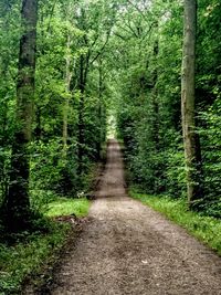 Dirt road amidst trees in forest