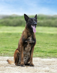 Portrait of dog running on field