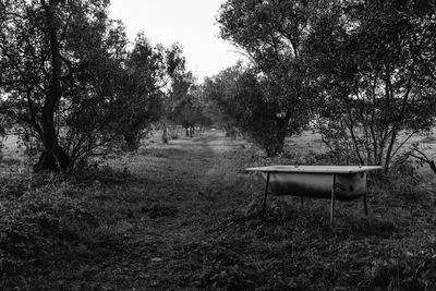 Empty bench on grassy field