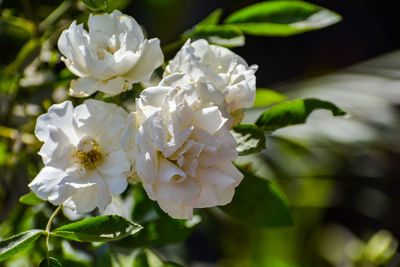 Close-up of white roses