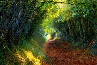 Trees growing in forest during autumn