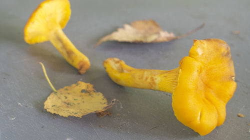 Close-up of yellow leaf on table