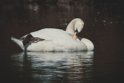 Swan swimming in a lake