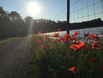 Red flowers blooming in field