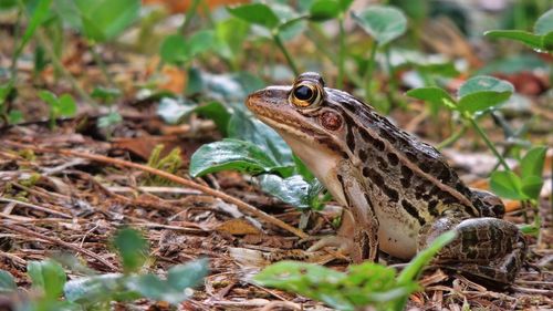 Close-up of a lizard on land