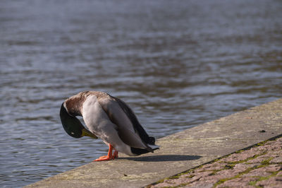 Full length of mallard duck standing on pier against lake