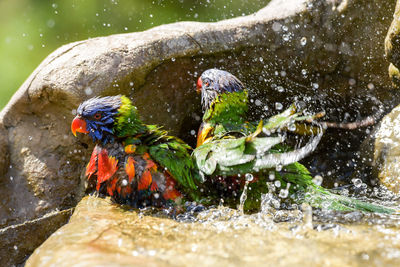 High angle view rainbow lorikeet bathing in fountain