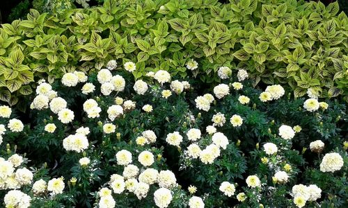 Close-up of white flowers