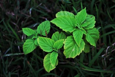 High angle view of plant