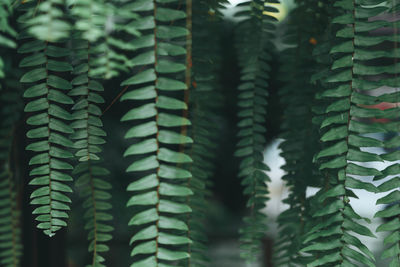 Green leaves pattern background. natural background and wallpaper.