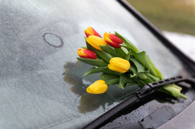 Red yellow tulips in rain on windshield of car as a gift and declaration of love