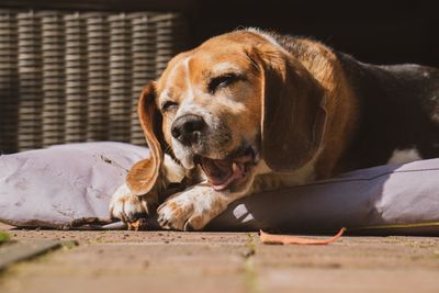 Close-up of dog resting