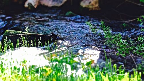 Close-up of plants in water