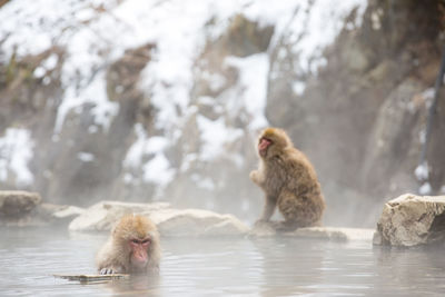 Monkeys at lake during winter