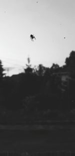 Low angle view of bird flying in sky