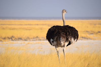 View of a bird on rock