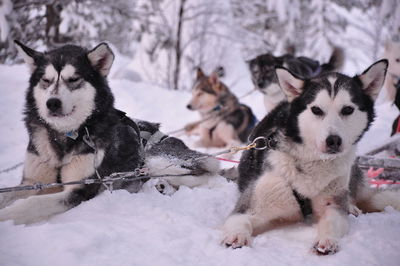 Dogs sitting on snow field