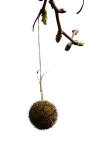 Close-up of fruit against white background