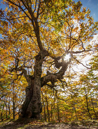 Low angle view of trees against sky during autumn