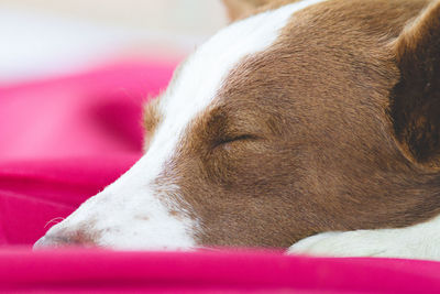 Close-up of dog sleeping on bed