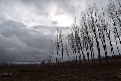 Plants growing on land against sky