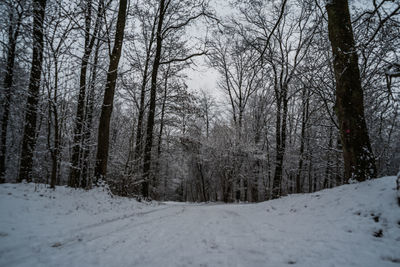 Bare trees on snow covered field