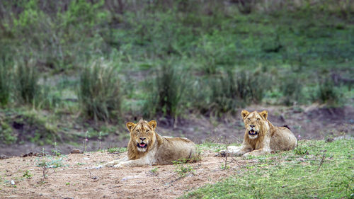Lion and lioness resting on field