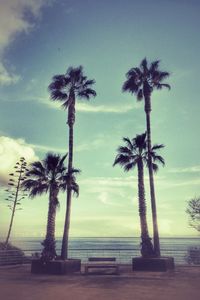 Palm trees against sky