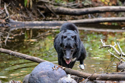 Having fun ...dog jumping