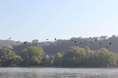 Birds flying over lake against clear sky