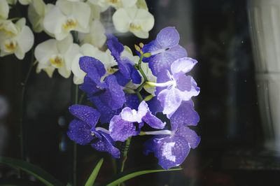 Close-up of wet purple flowering plant