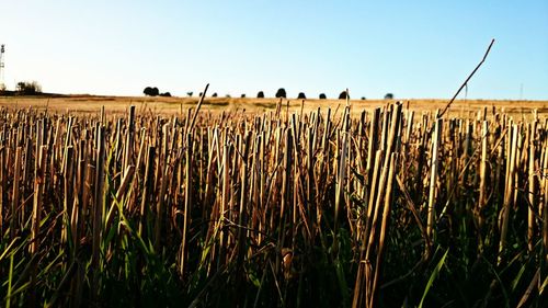 Crops growing in field against clear blue sky