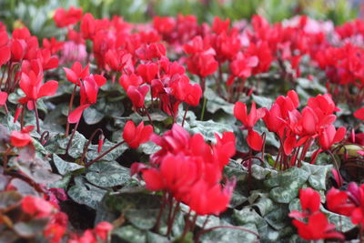 Close-up of red flowering plants